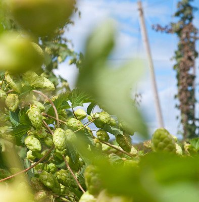 Hops grow on a trellis at Oregon State University's hop yard in Corvallis