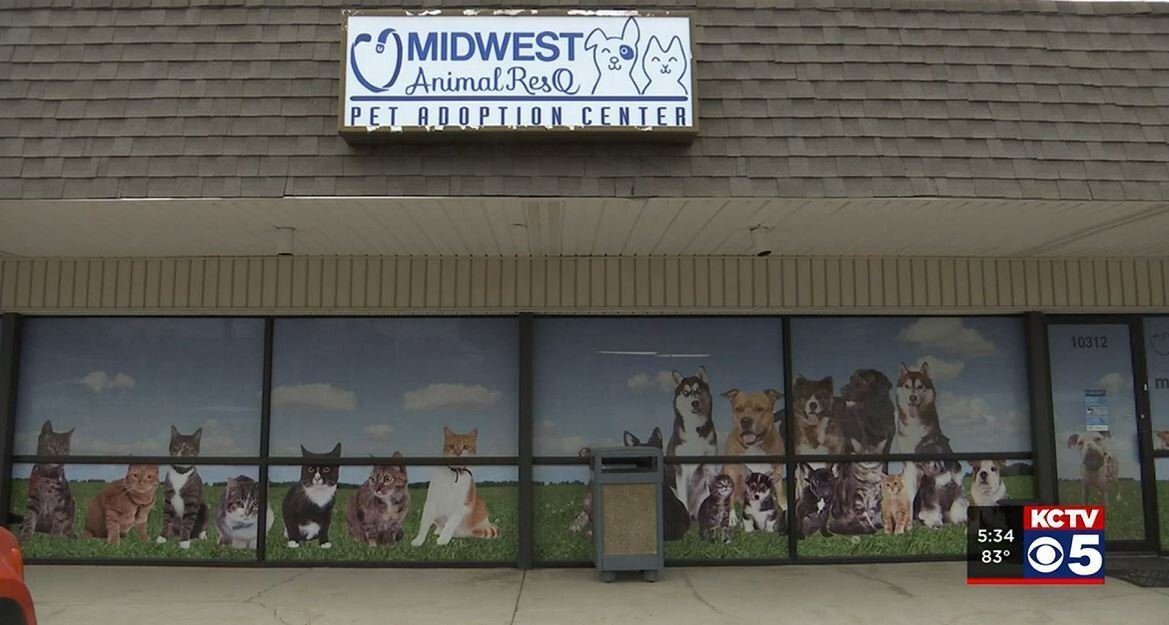 <i>KCTV</i><br/>Three American Bullies were stolen from an animal shelter in Raytown.