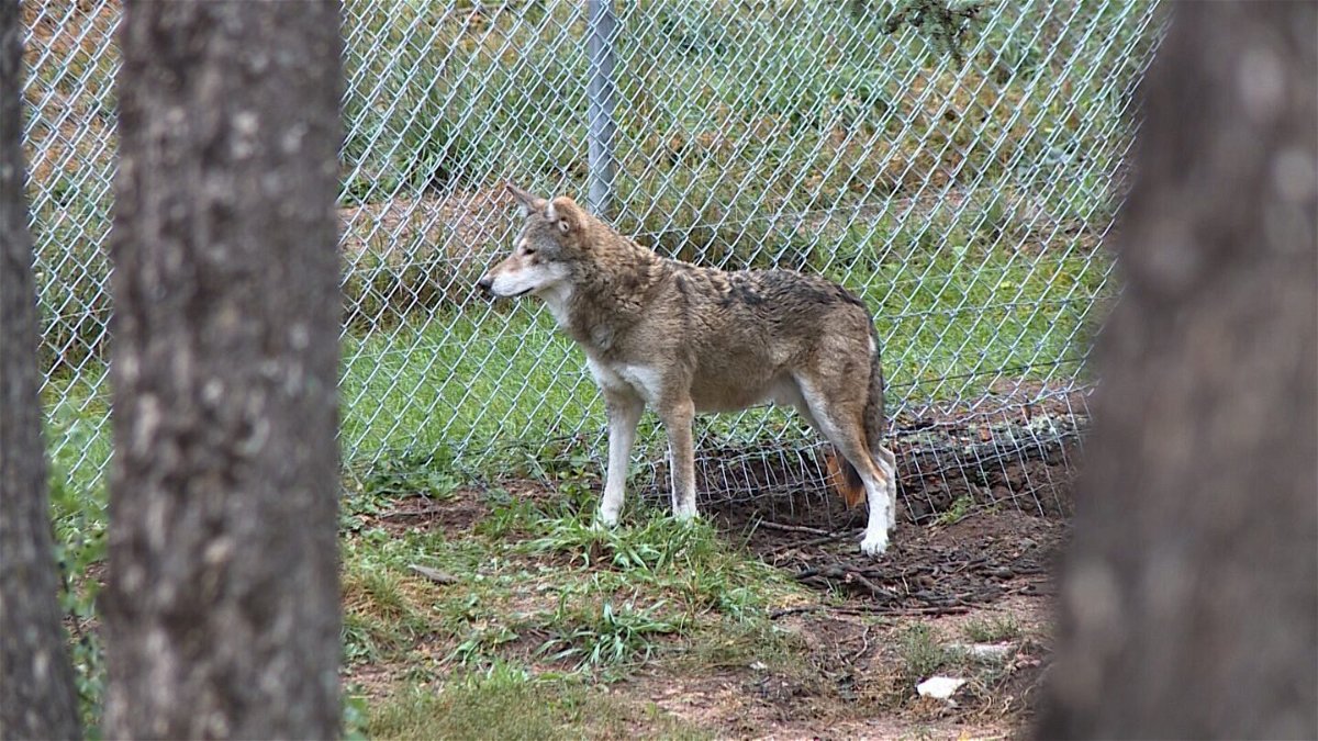 <i>KRDO</i><br/>The Colorado Wolf and Wildlife Center welcomed the first Red wolves to Colorado.