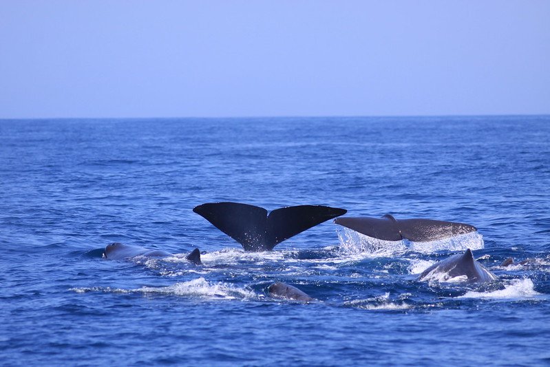 A group of sperm whales, seen from behind, begin their deep-water foraging dives off the Galápagos Islands