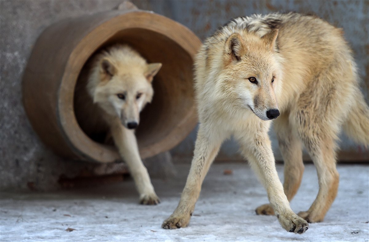 <i>Wang Jianwei/Xinhua/Getty Images</i><br/>Arctic wolves are seen at Harbin Polarland in Harbin
