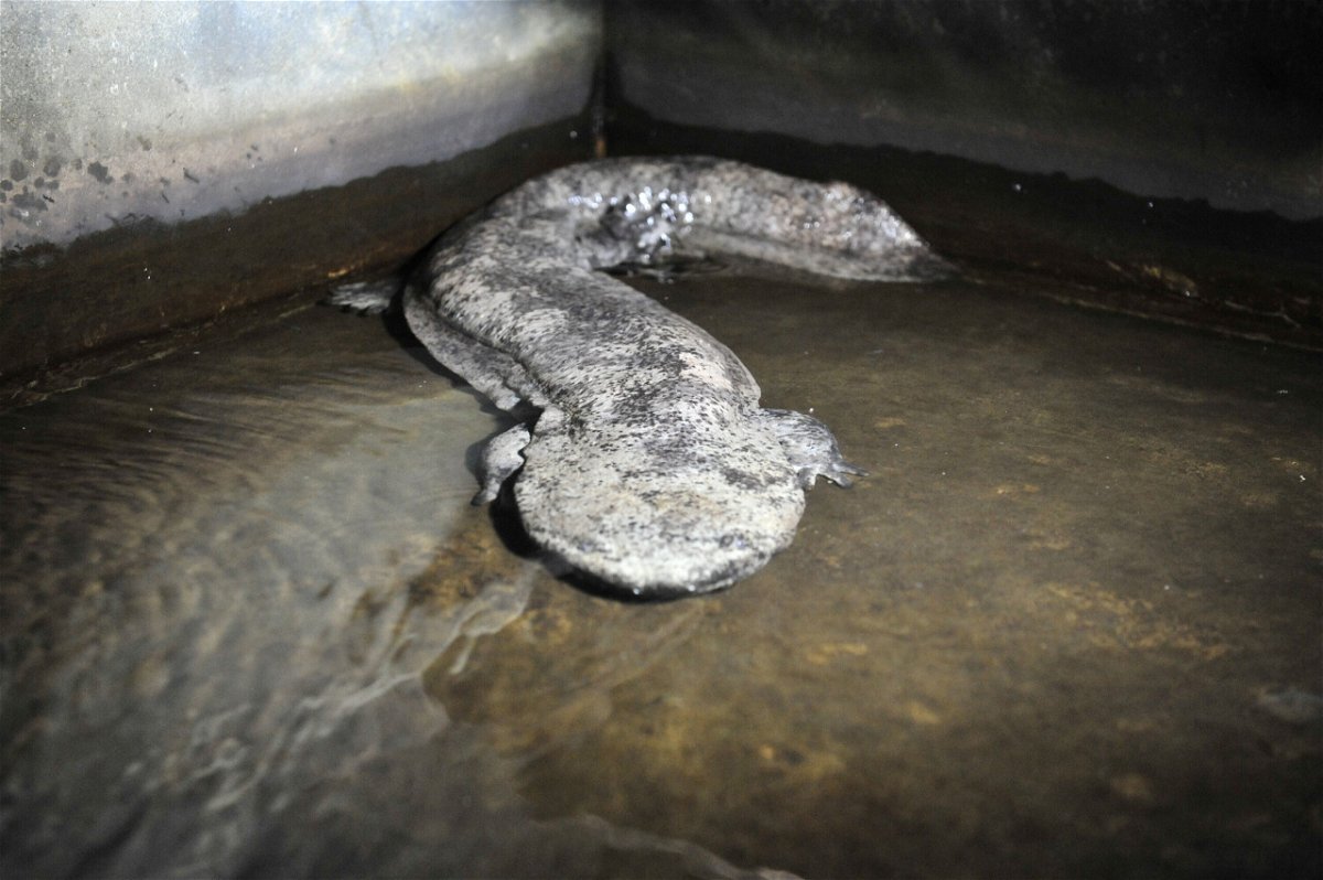 <i>Imaginechina/AP</i><br/>A Chinese giant salamander pictured at a local breeding facility.
