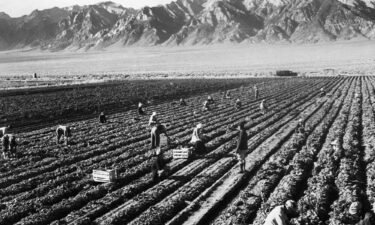 People of Japanese ancestry are shown working in a potato field at Manzanar War Relocation Center