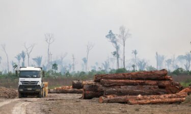 A truck drives past a pile of illegally cut down logs in the forest in Humaita