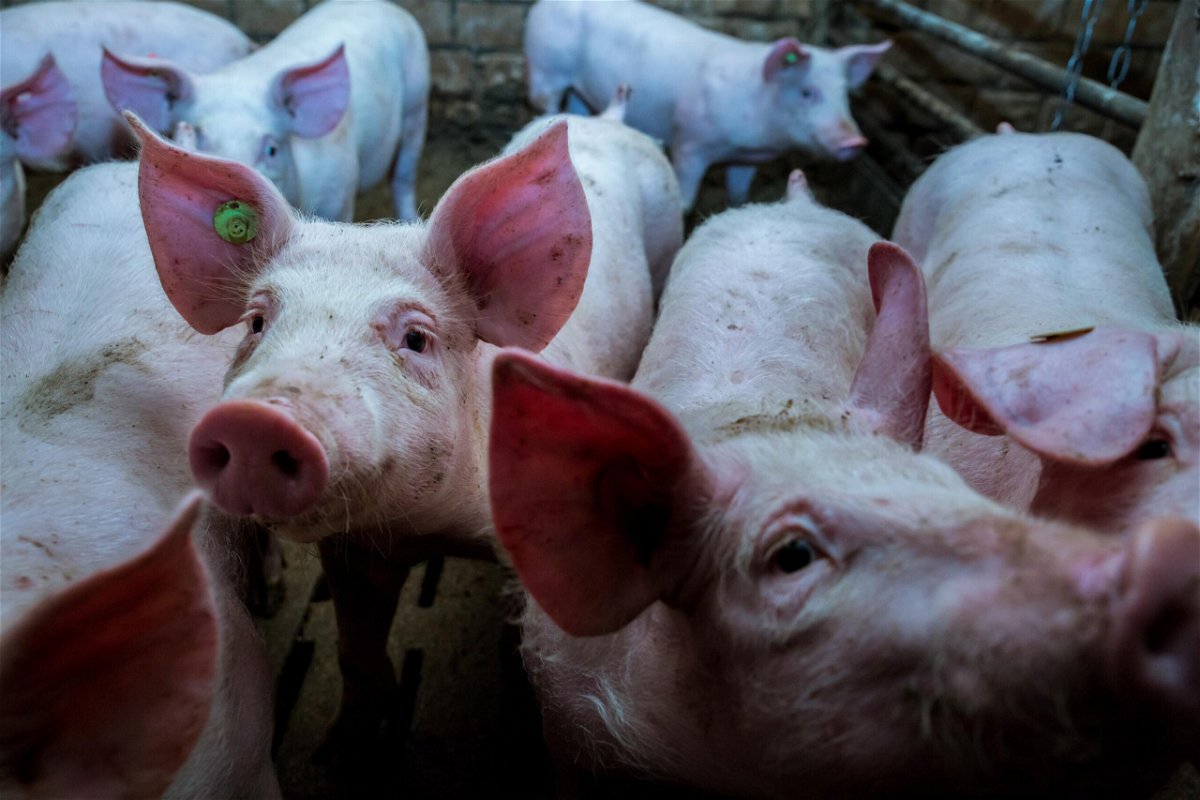 <i>Christian Adam/Ullstein Bild/Getty Images</i><br/>Pigs are pictured in a factory farm in Germany.