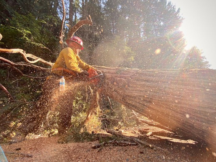 Large hazard tree being removed from road in Cedar Creek Fire area