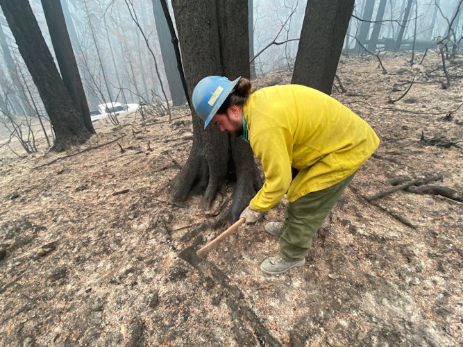 Timber resource advisor assessing tree damage in Division Y of the Cedar Creek Fire