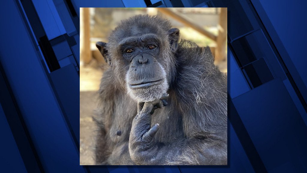 Tumalo chimp sanctuary Freedom for Great Apes announces passing of Thiele, age 36