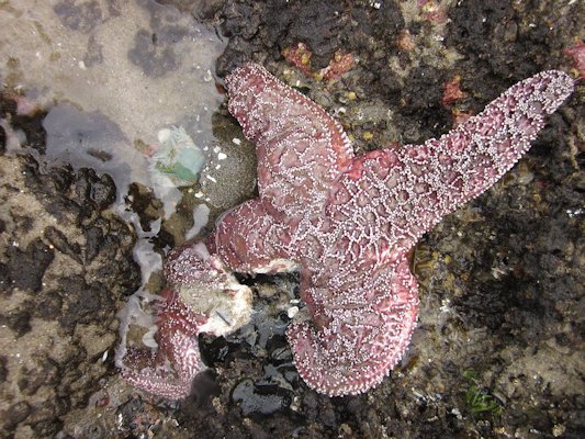 The leg of this purple ochre sea star in Oregon is disintegrating, as it dies from sea star wasting syndrome