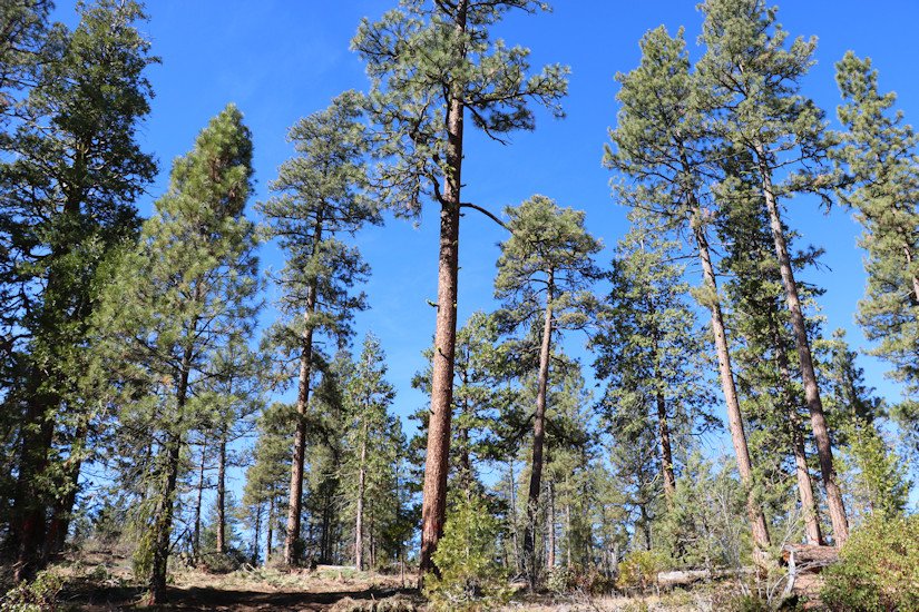 Officials say forest health has been improved by thinning on the Fremont-Winema National Forest