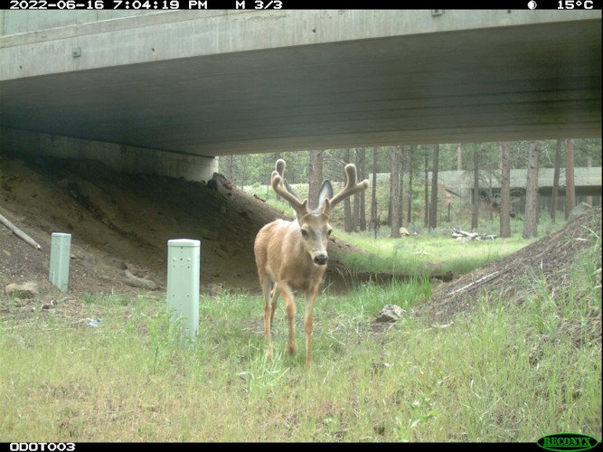 Wildlife crossings on Highway 97 near Sunriver have helped reduce wildlife-vehicle collisions by nearly 90 percent