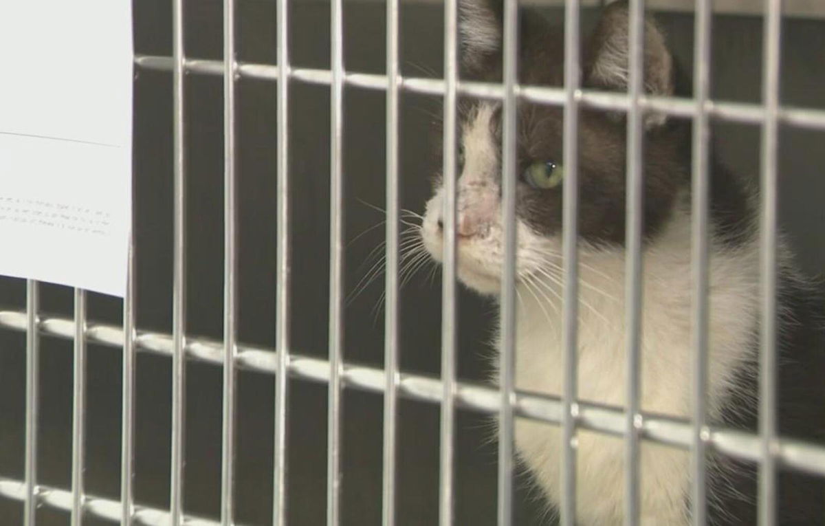 <i>WFOR</i><br/>At least 71 cats were rescued from deplorable conditions after a social media post prompted a welfare check from the Broward County Sheriff's Office and Broward animal care officials.