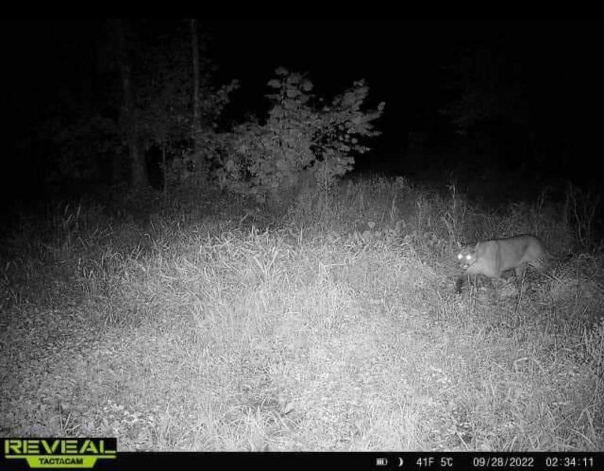 <i>Illinois Department of Natural Resources/WBBM</i><br/>This mountain lion spotted in Whiteside County