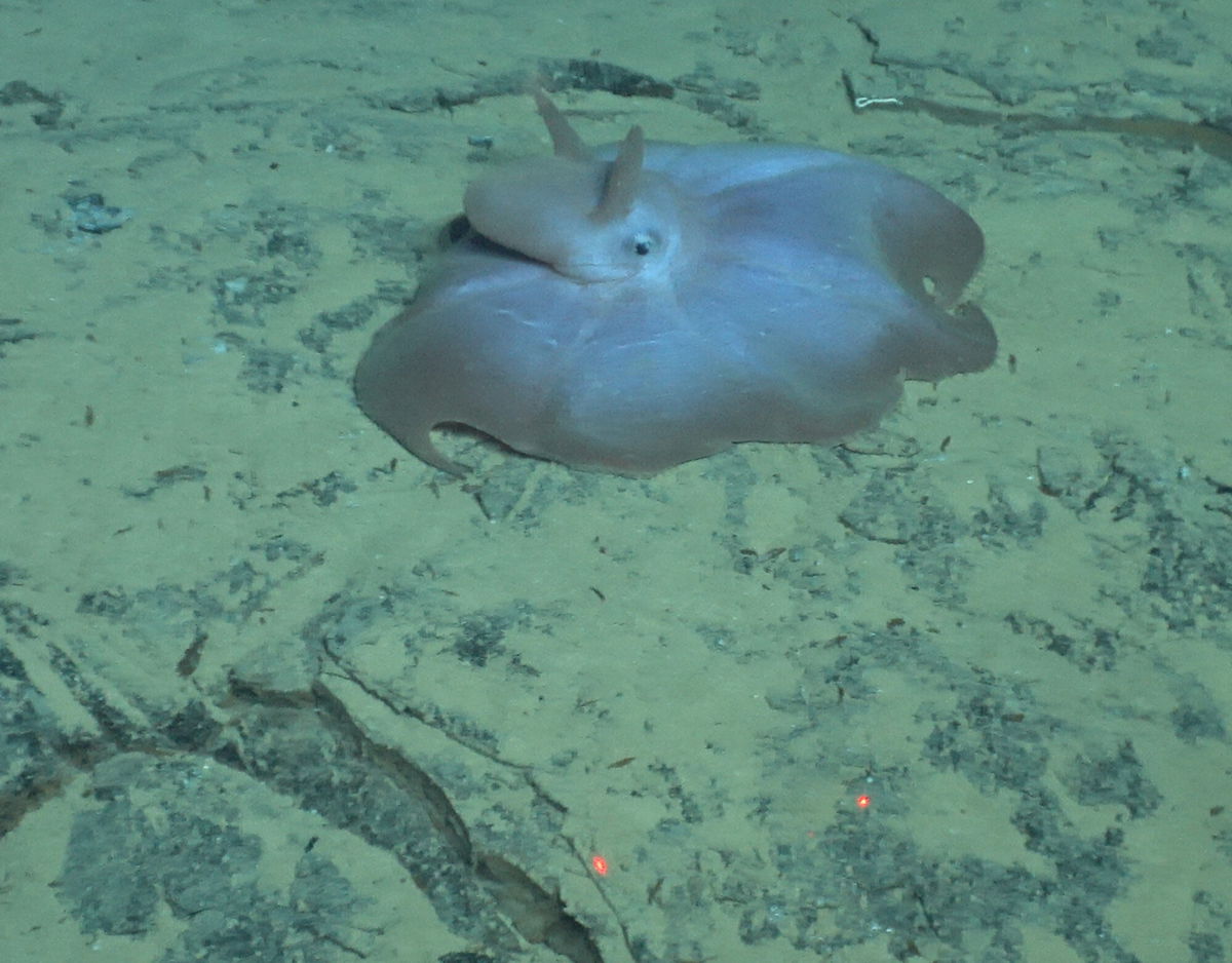 <i>Woods Hole Oceanographic Institution</i><br/>A Dumbo octopus can be seen on the ocean floor during one of Alvin's dives.