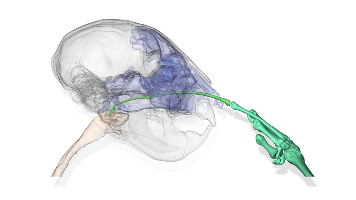 <i>Natural History Museum</i><br/>A CT scan shows an aye-aye picking its nose with its long