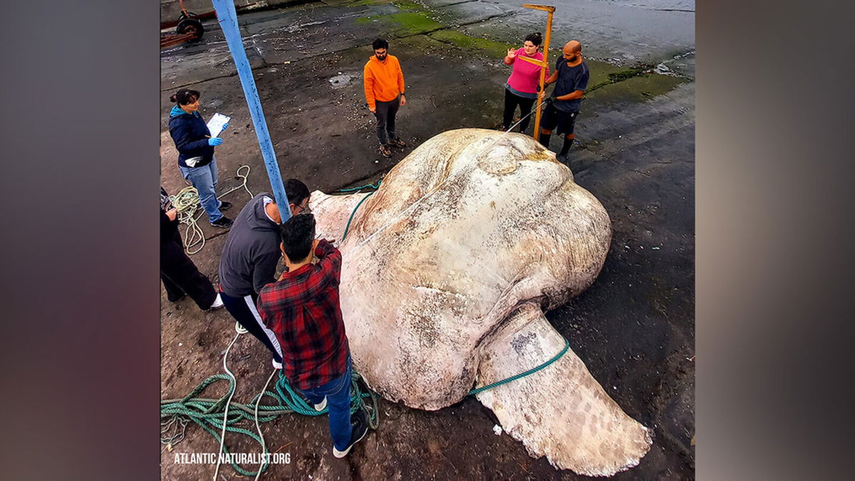 <i>Atlantic Naturalist.ORG</i><br/>The giant sunfish was carefully lifted by a forklift so that it could be weighed and measured.