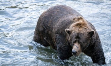 Fall is for fat bears and for Katmai National Park & Preserve's annual Fat Bear Week and its accompanying tournament of crowning a chubby champion for 2022.