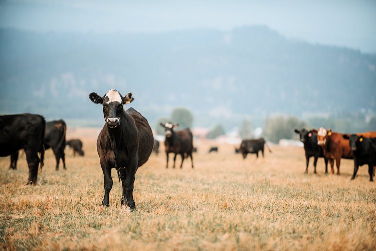 100+ Western ranchers launch major Redmond-based effort to raise climate-smart beef