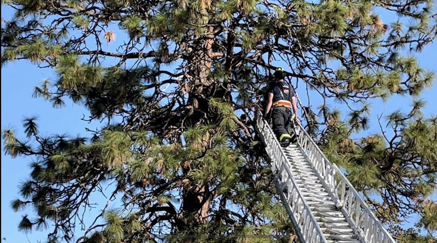 Jackson County Fire District 5 firefighter uses ladder truck to reach killed bear's location