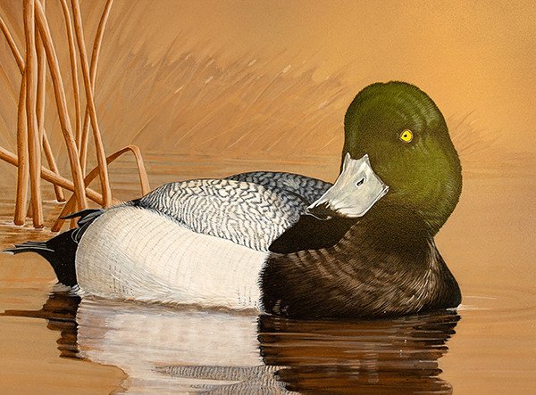 ODFW artwork contest winner in Waterfowl category, Greater Scaup
by Frank Dolphens
