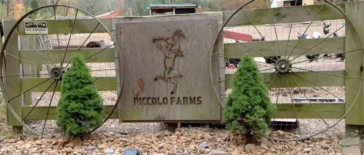 <i>WSMV</i><br/>The owners of Piccolo Farms Animal Sanctuaryy in Whites Creek believe the rescue turkeys stolen from the facility may have been taken for breeding purposes.