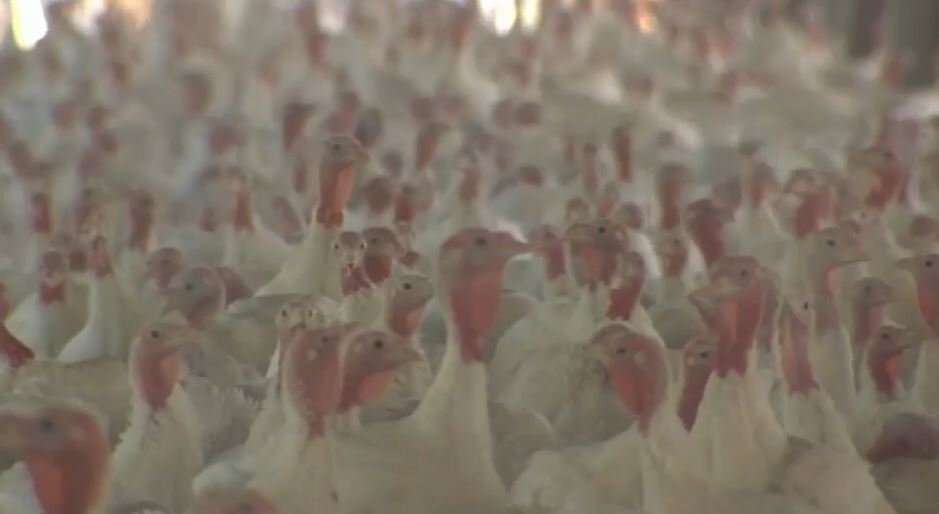 <i>WPVI</i><br/>A popular Lehigh Valley turkey farm had to destroy thousands of turkeys after the bird flu disease was detected in a flock.