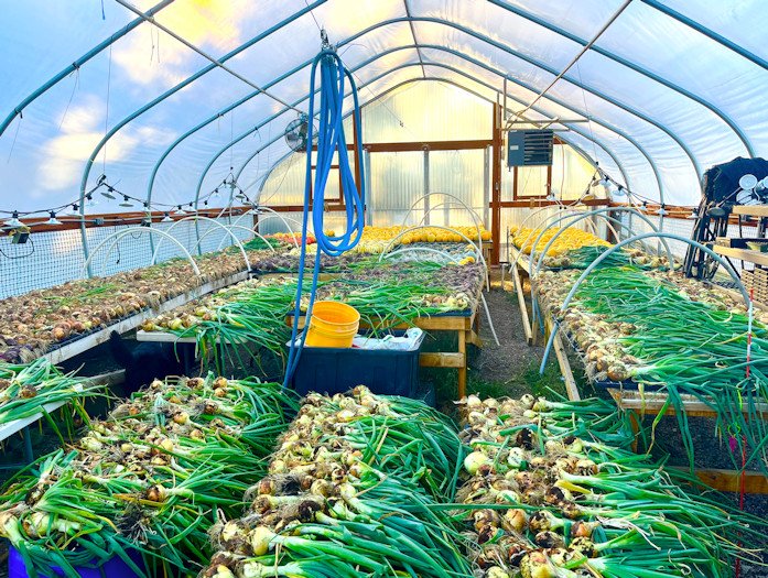 Seed to Table onion harvest in greenhouse
