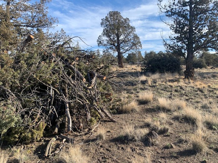 BLM begins hazardous fuels reduction project on over 600 acres adjacent to Crooked River Ranch
