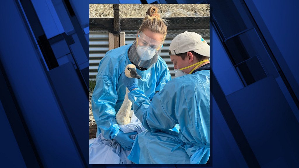 Rescued tundra swan recovering at Bend’s Think Wild after mystery waterfowl ‘mass casualty event’ near Burns