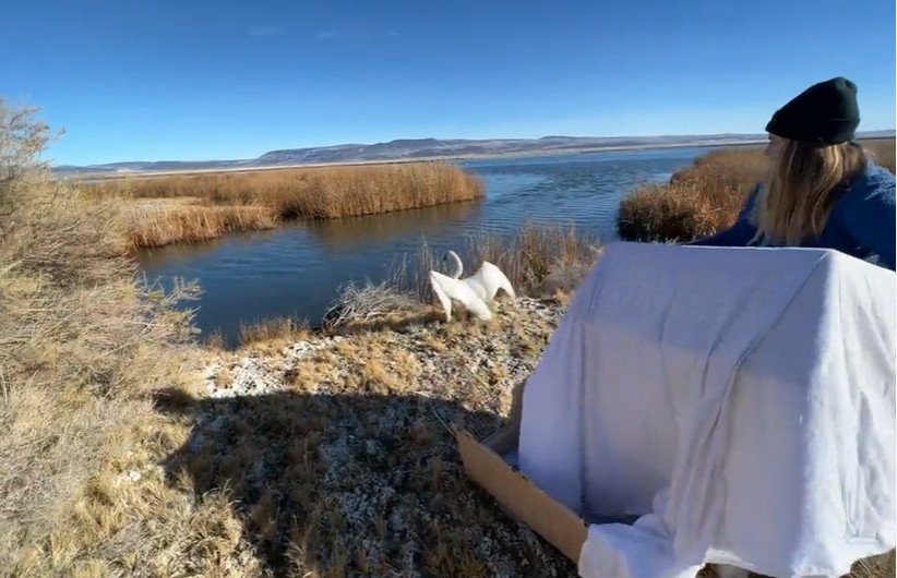 Recovered tundra swan, survivor of recent waterfowl ‘mass casualty,’ released by Think Wild