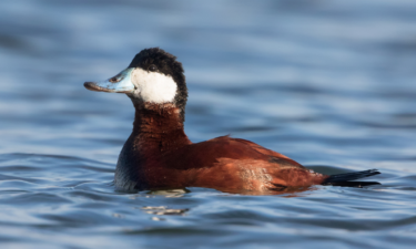 Most commonly hunted migratory birds in Oregon
