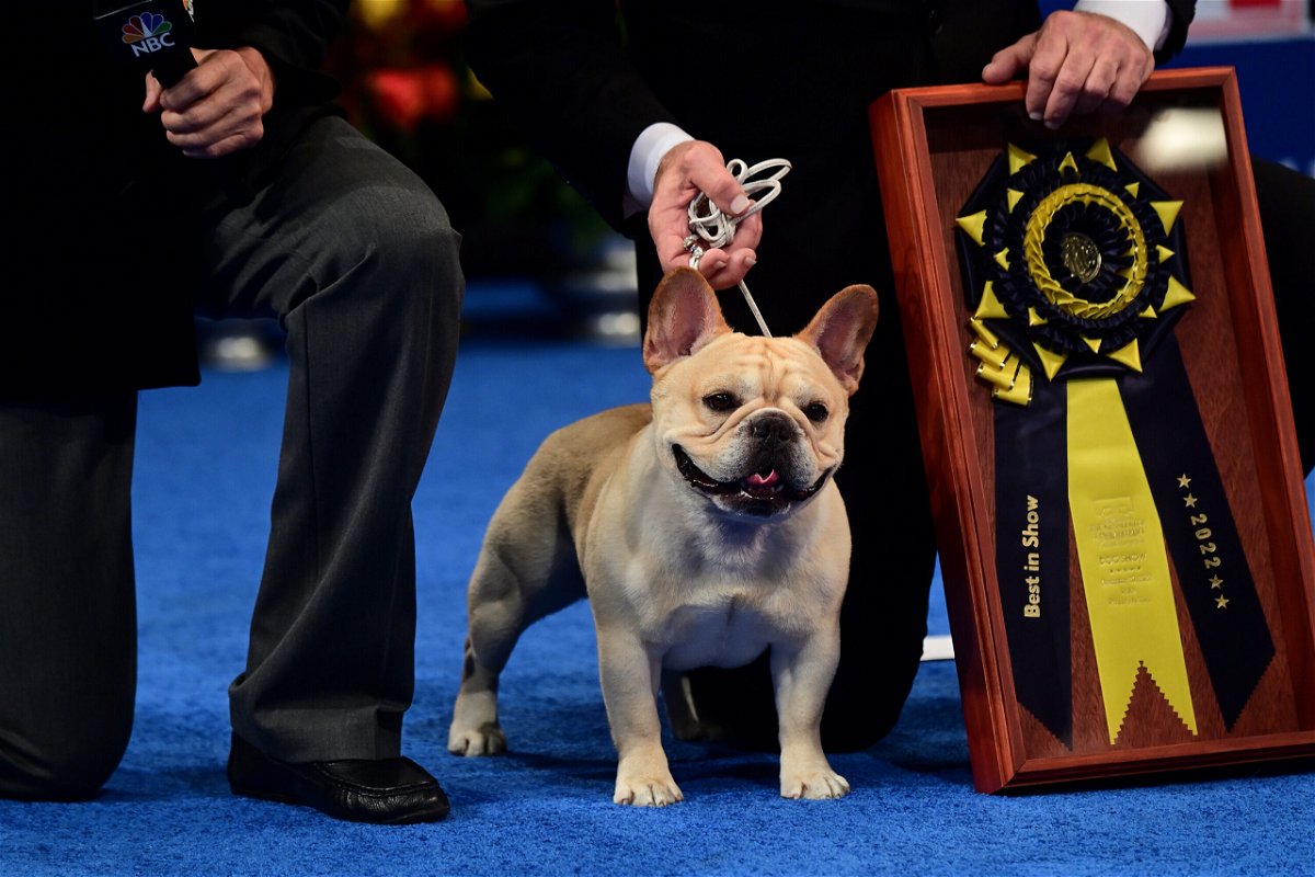 <i>Mark Makela/Getty Images</i><br/>Perry Payson wins the National Dog Show with 3-year-old Winston