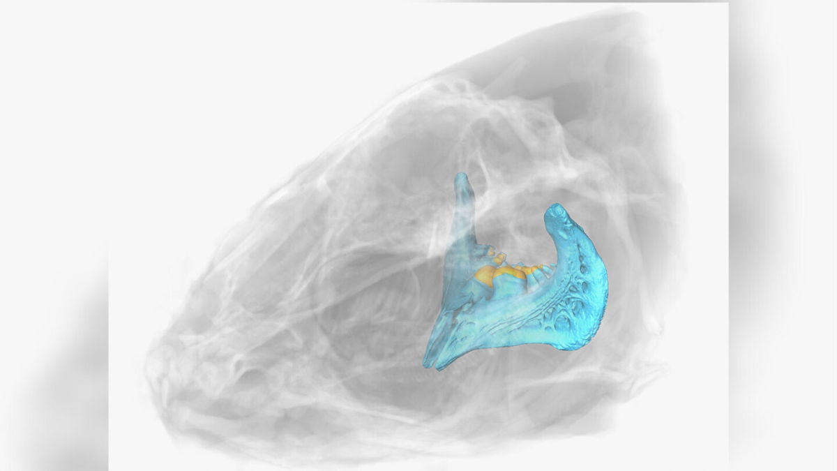 <i>Tel Aviv University</i><br/>A 3D reconstruction of the skull from the fish species Luciobarbus longiceps shows the location of the teeth.