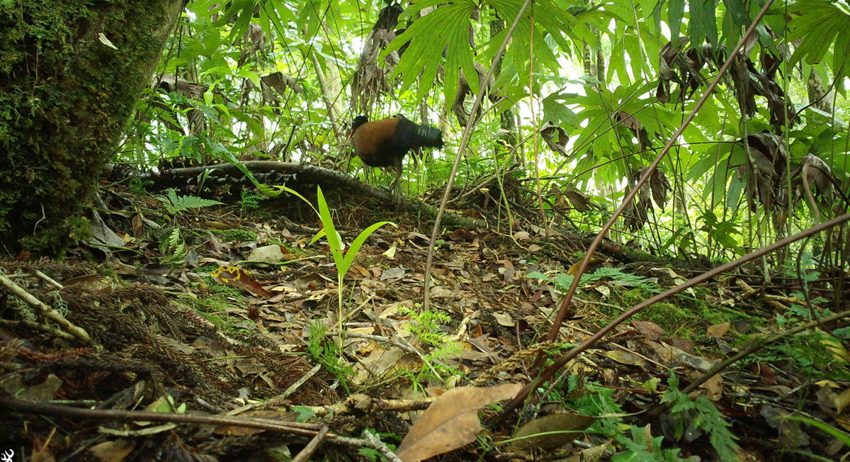 <i>Doka Nason/American Bird Conservancy</i><br/>Researchers captured footage of the black-naped pheasant-pigeon 140 years after the bird was last documented.