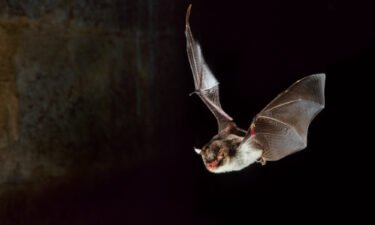 A new study found that some bats use the same vocal structures as death metal singers to make their unique vocalizations.