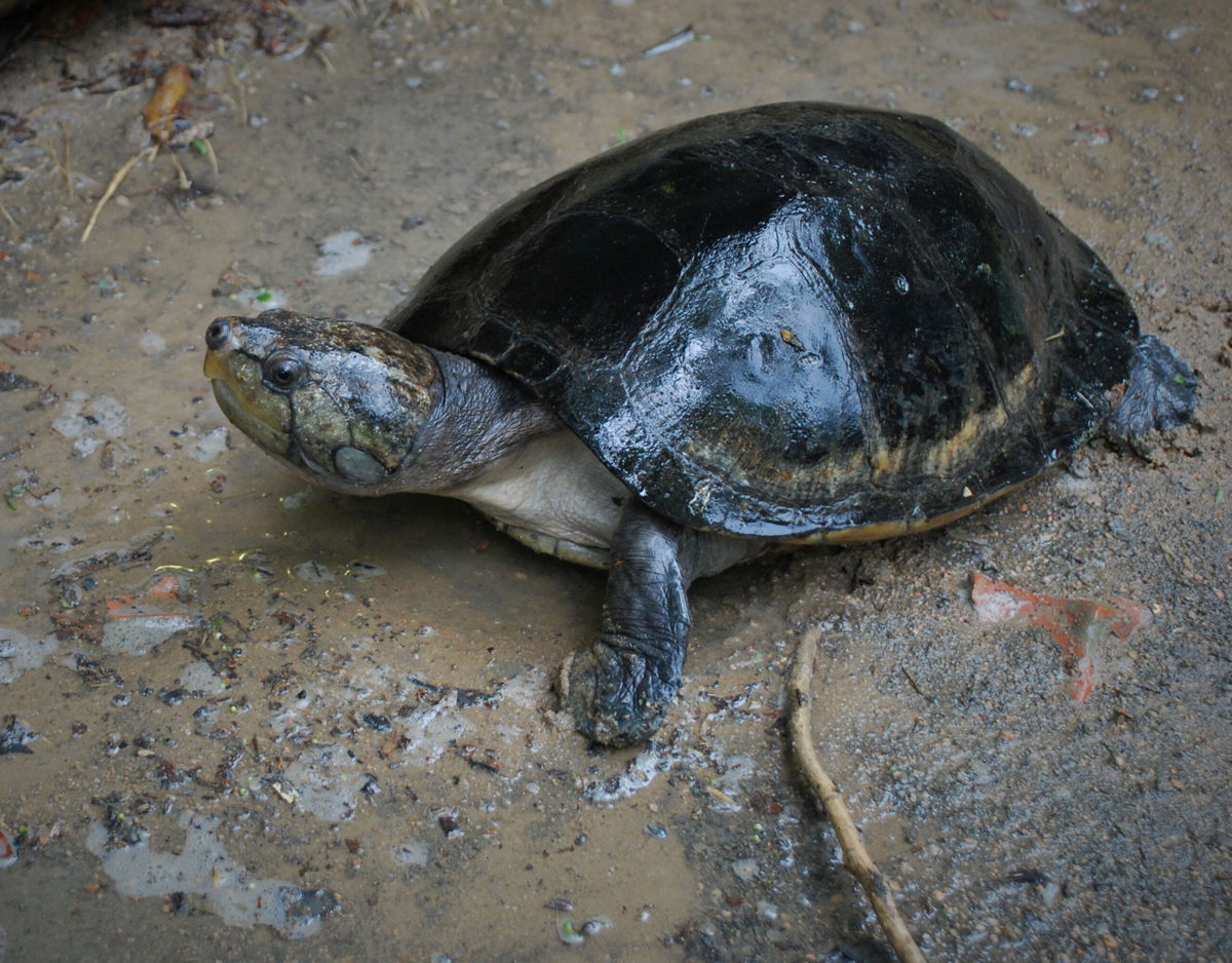 <i>Gabriel Jorgewich Cohen</i><br/>Species like the big-headed Amazon River turtle shown here have been found to make sounds