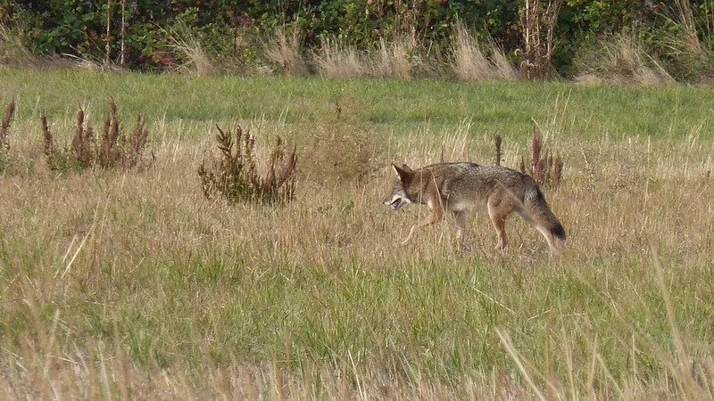 Oregon's coyote population is estimated to be around 300,000