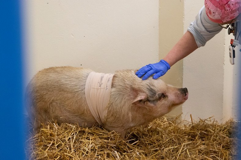 Ella the pig recuperates from ear surgery