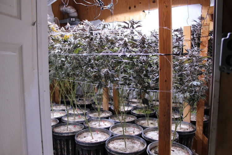 Rows of alleged illegal marijuana plants found in raid on home south of Sunriver