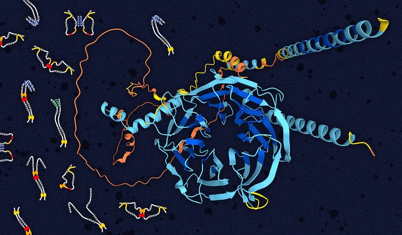 Dynein intermediate chain structure showing folded WD repeat domain in the center (blue) and disordered N-terminal domain (orange). Illustrated on the left are multiple models of open and closed structures of the disordered domain (grey) bound to light chains (yellow, red and orange blobs)