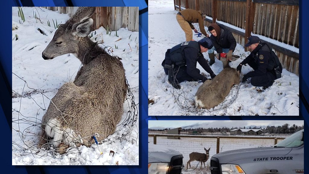 OSP, ODFW come to the aid of a mule deer doe entangled in wire fencing in Powell Butte