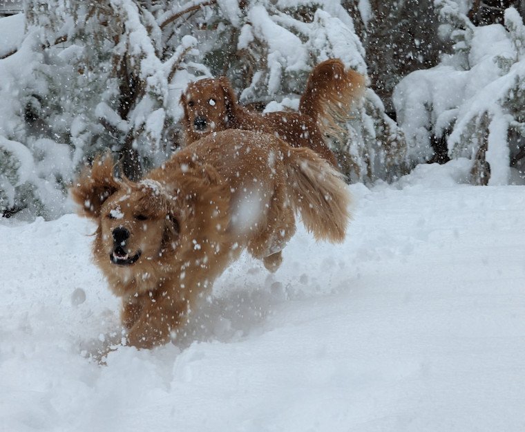 Snow Brasada Ranch doggies Heather Garrigues 12-11
