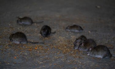 New York City is recruiting a new “director of rodent mitigation” to rid the streets of its most notorious furry inhabitants