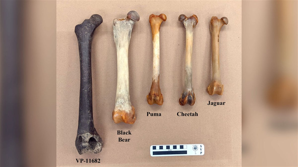 <i>George Phillips/Mississippi Museum of Natural Science</i><br/>The American lion stood 4 feet tall at the shoulders and measured 5 to 8 feet in length. A femur from the species is the newest addition to the MMNS collection. It is pictured next to other femurs of predators commonly found today.