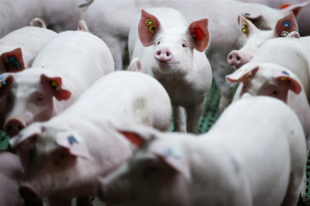<i>Christian Charisius/picture alliance/Getty Images</i><br/>Pig herds in Germany have shrunk to a record low as producers battle soaring input costs