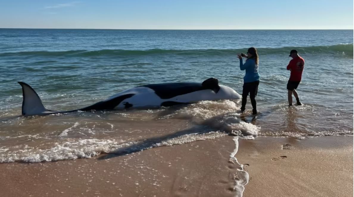 <i>Flagler County Sheriff/WKMG</i><br/>A beached 21-foot killer whale was found dead Wednesday morning after washing up on a Florida beach.