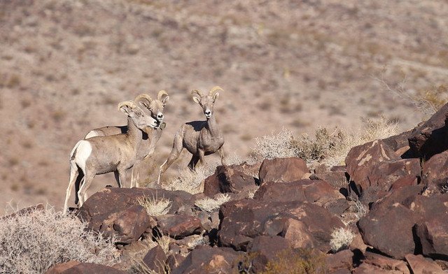 Group of California bighorn sheep ewes in Mojave Desert