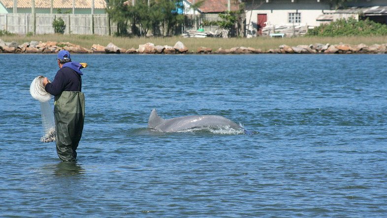 Cooperative fishing between a Lahille's bottlenose dolphin and an artisanal net-caster in Laguna, Brazil