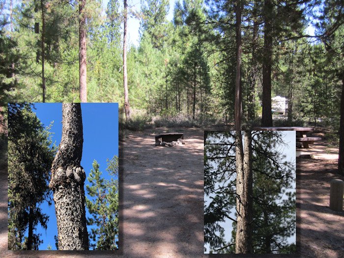 File photo of Gull Point Campground; examples of hazard trees from other locations