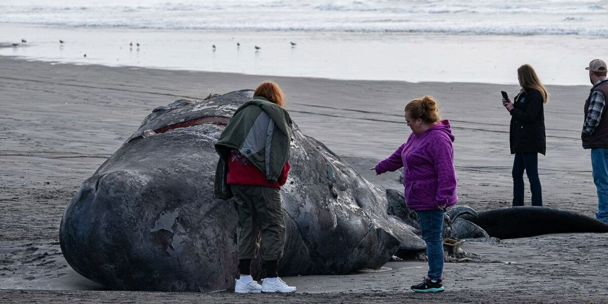 <i>KPTV</i><br/>A dead grey whale calf washed up on the shores of Fort Stevens State Park.